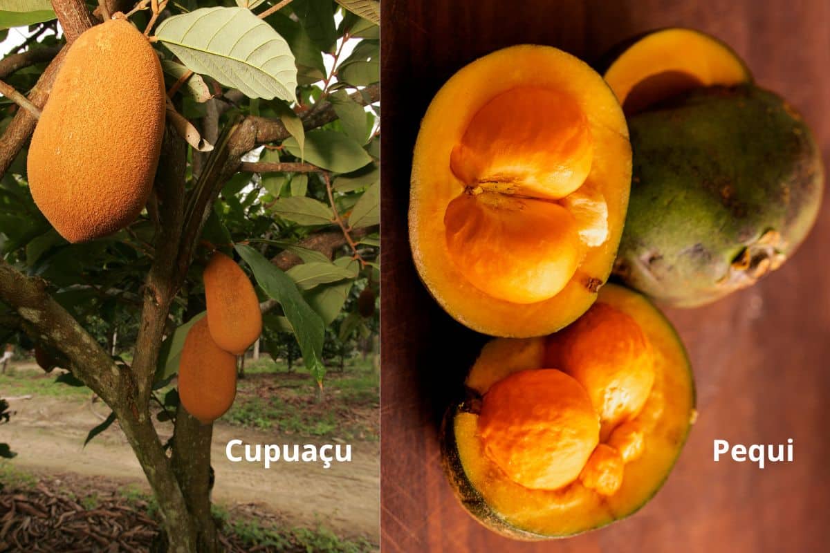 Frutas brasileiras em extinção? Veja a lista das que precisam ser salvas urgentemente 7 cupuaçi e pequi frutas brasileiras