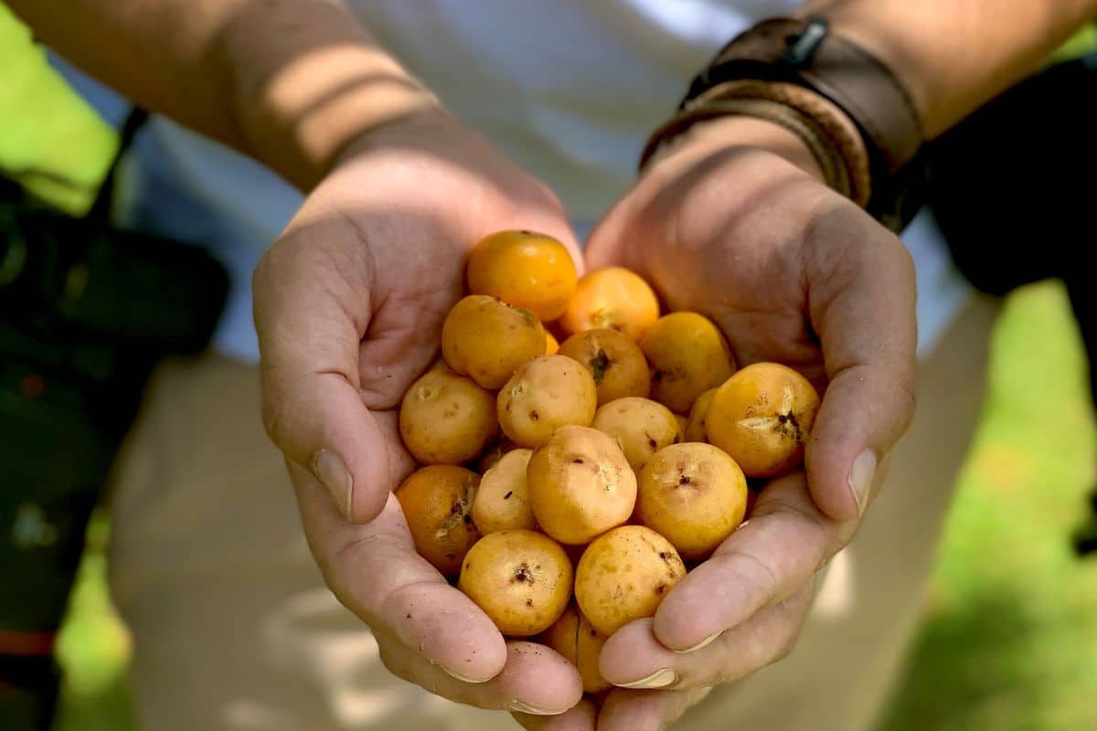 Frutas brasileiras em extinção? Veja a lista das que precisam ser salvas urgentemente 6 butia fruta brasileira
