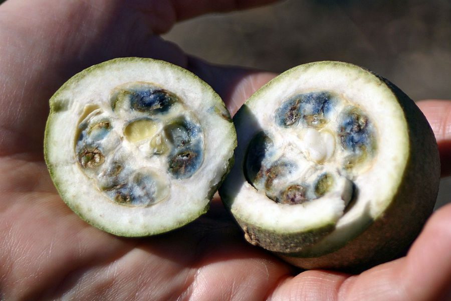 Frutas brasileiras em extinção? Veja a lista das que precisam ser salvas urgentemente 5 jenipapo