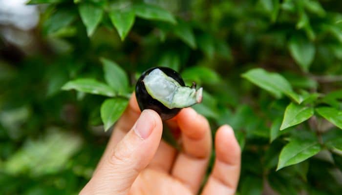 Jabuticaba: tudo que você precisa saber sobre ela 3 Jabuticaba.