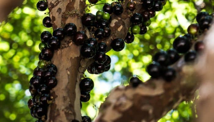 Jabuticaba: tudo que você precisa saber sobre ela 4 Jabuticaba.