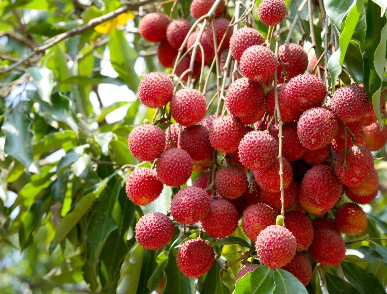 Lichia: conheça 25 benefícios da fruta e como encaixar na dieta corretamente 4 Lichia in natura