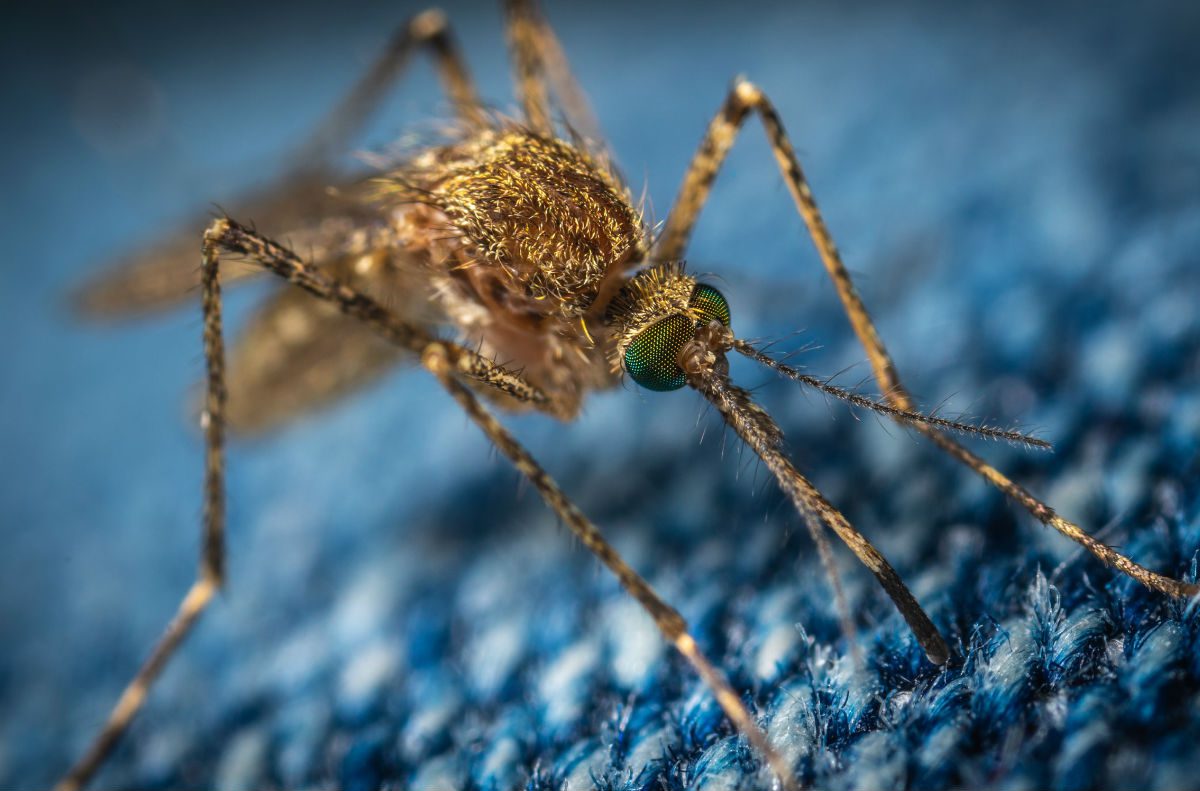 Tudo Sobre Sintomas da Zika, Dengue e Chikungunya 1 mosquito sintomas da zika