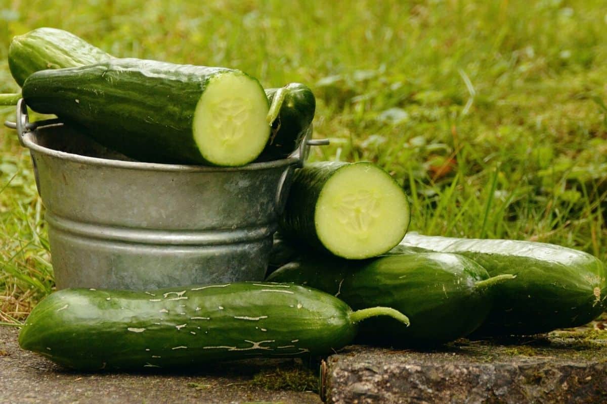 Receitas com Pepino: 10 opções para ajudar a emagrecer 3 tipos de pepino