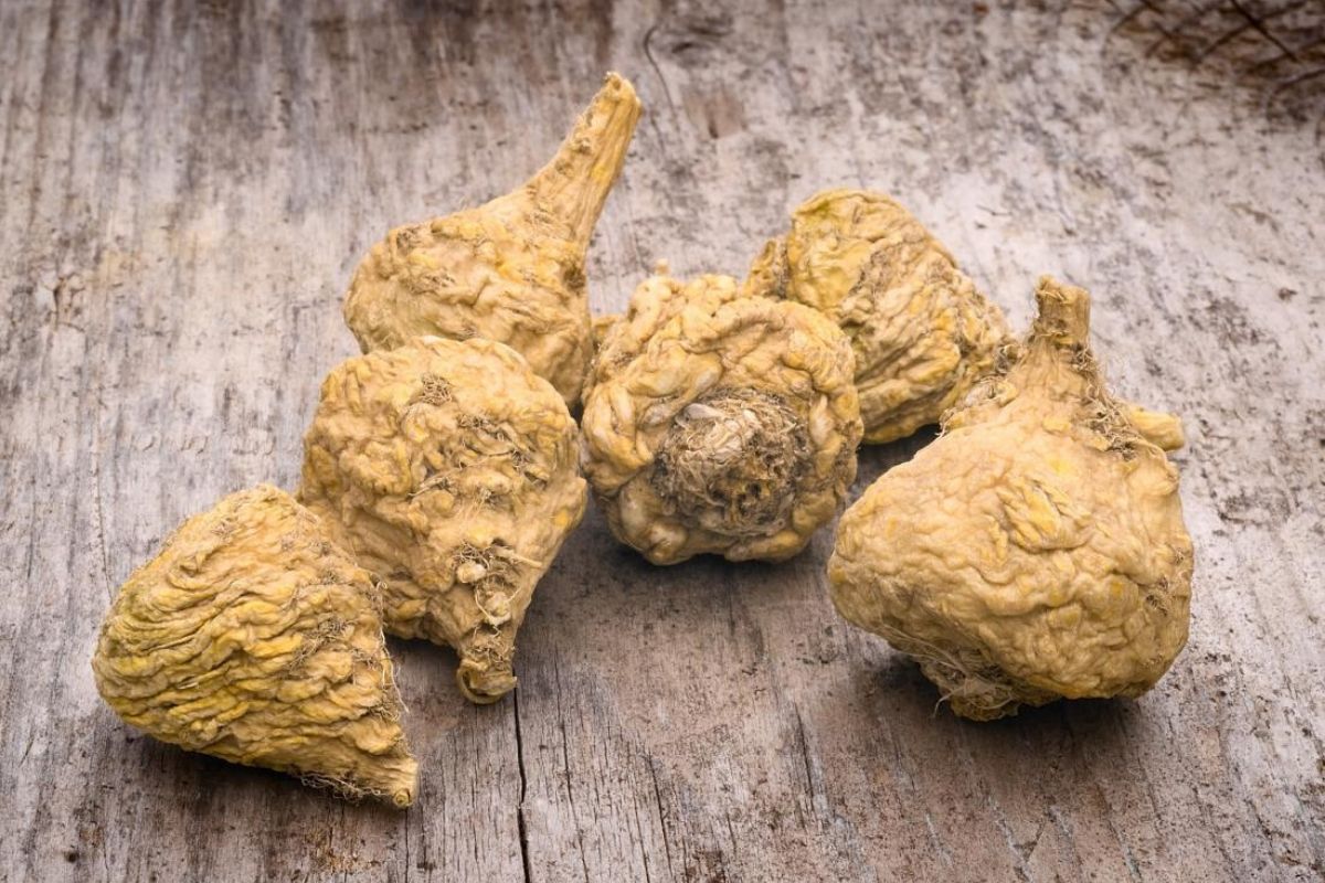 Maca Peruana: conheça 4 benefícios da raiz que aumenta a libido e emagrece 2 maca peruana