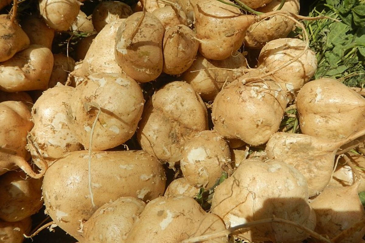 Maca Peruana: conheça 4 benefícios da raiz que aumenta a libido e emagrece 1 maca peruana