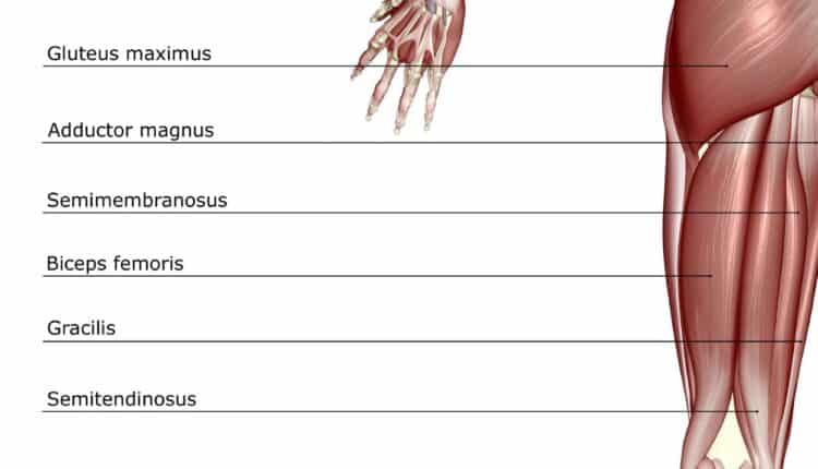 Mesa Flexora: para que serve e quais os melhores exercícios 2 Localização dos músculos da coxa