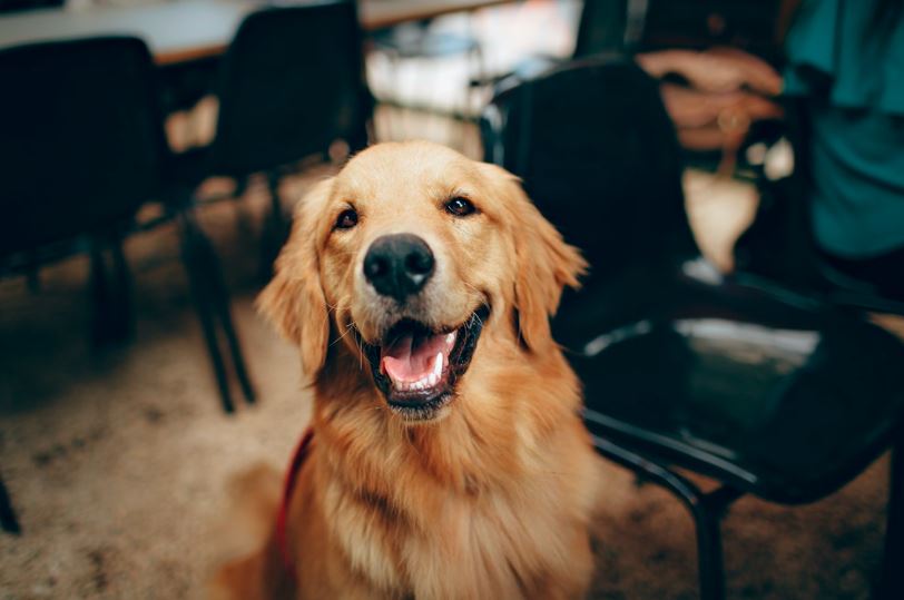 Saúde do melhor amigo: veja o guia da alimentação saudável para pets 2 alimentação saudável para pets