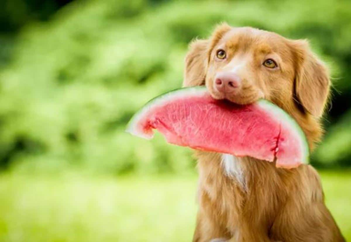 Saúde do melhor amigo: veja o guia da alimentação saudável para pets 1 alimentação saudável para pets