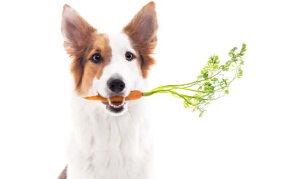 Saúde do melhor amigo: veja o guia da alimentação saudável para pets 3 alimentação saudável para pets