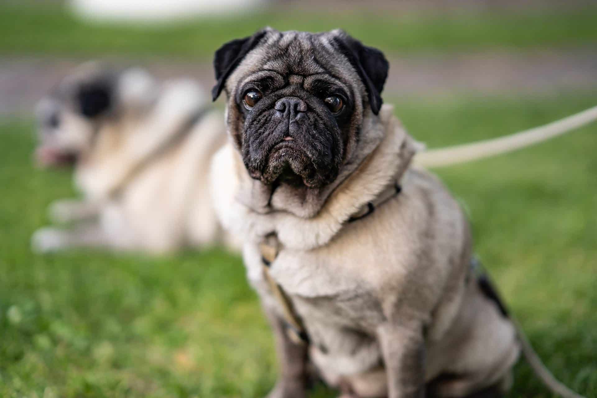 Pets braquicefálicos exigem atenção redobrada e donos de pets tendem a se preocupar mais 1 Pets braquicefálicos