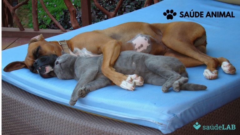 Ração com corantes geram riscos à saúde dos pets; entenda 1 Ração com corantes