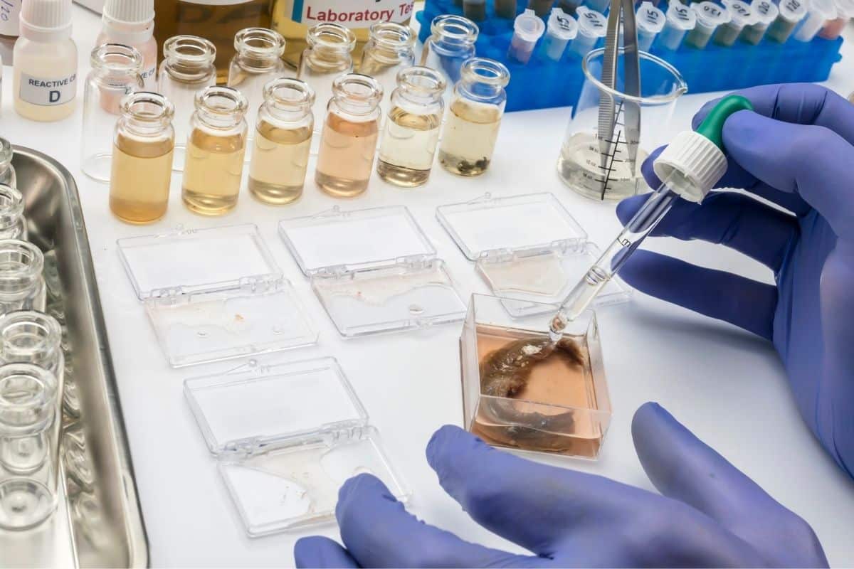 Carambola tem substância neurotóxica sintetizada por pesquisadores da Universidade de São Paulo 1 carambola
