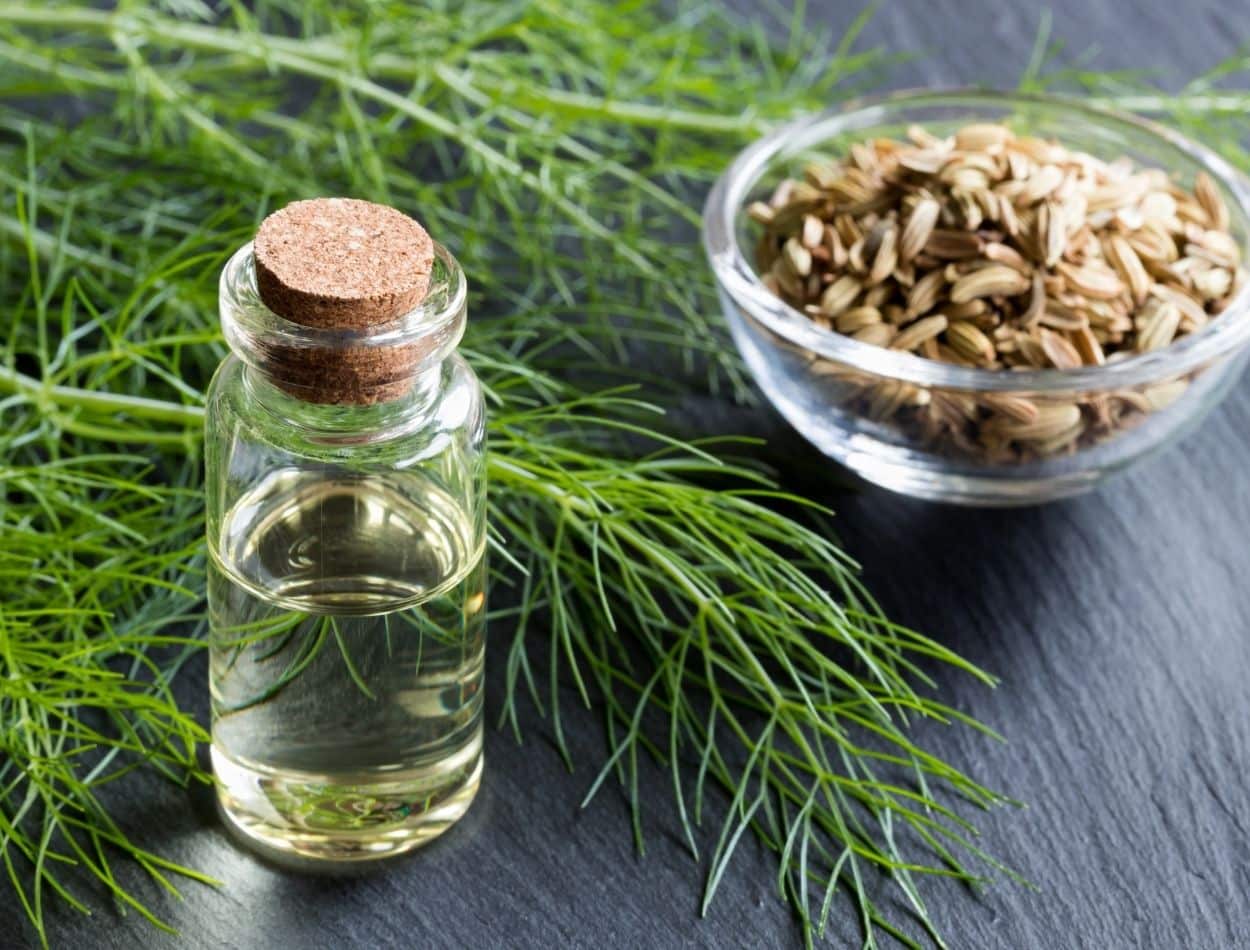 Aprenda como cultivar erva-doce em casa; um calmante natural 1 A erva-doce (Pimpinella anisum) também chamada de funcho, anis-verde, anis e pimpinela-branca é uma espécie muito conhecida, principalmente pelas suas propriedades medicinais.