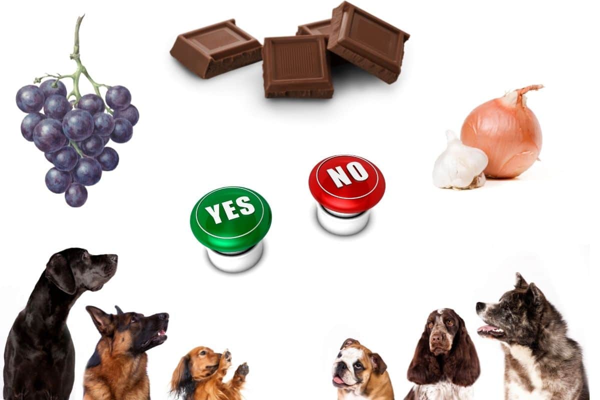 5 alimentos que você NÃO deve compartilhar com seu cachorro 1 alimentos proibidos para cães
