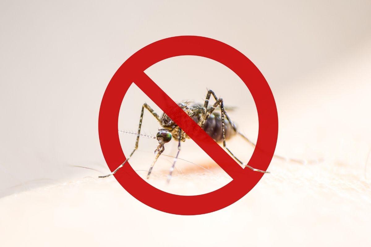 Como aliviar os sintomas da dengue? Aprenda com medidas práticas e simples 1 mosquito da dengue