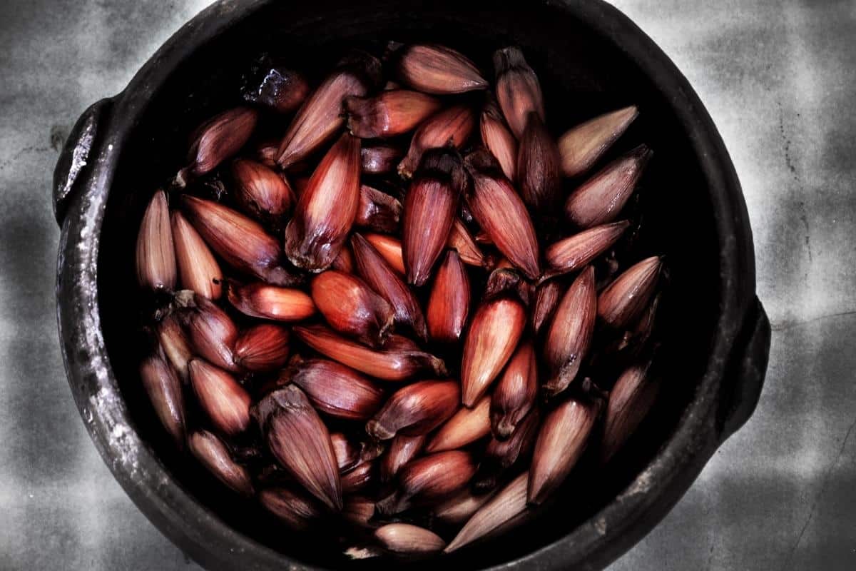 Pinhão é low carb? Aprenda agora sobre as calorias e valor nutricional 2 O pinhão é rico em diversos nutrientes