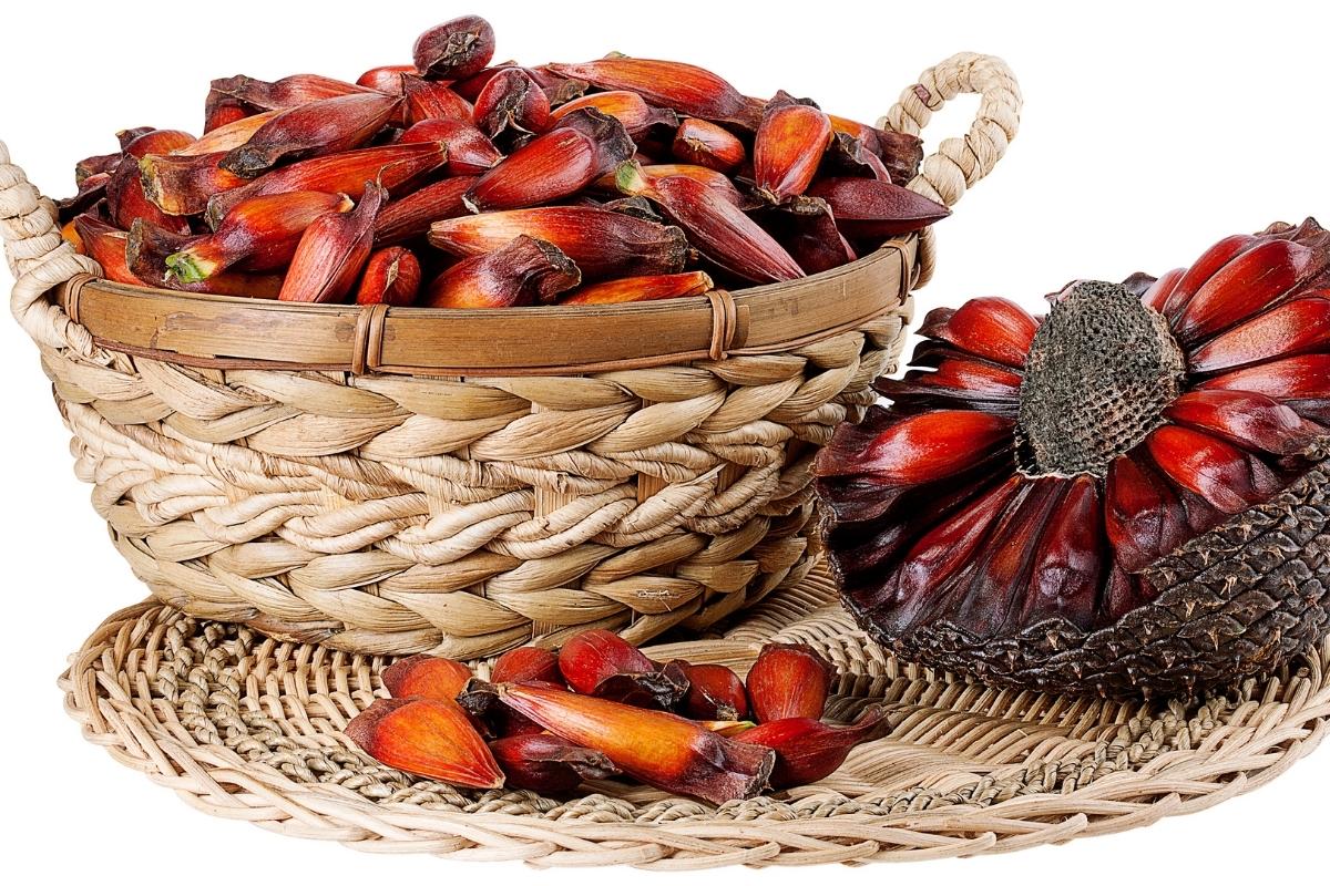 Pinhão é low carb? Aprenda agora sobre as calorias e valor nutricional 1 Pinhão é low carb? Veja calorias e valor nutricional