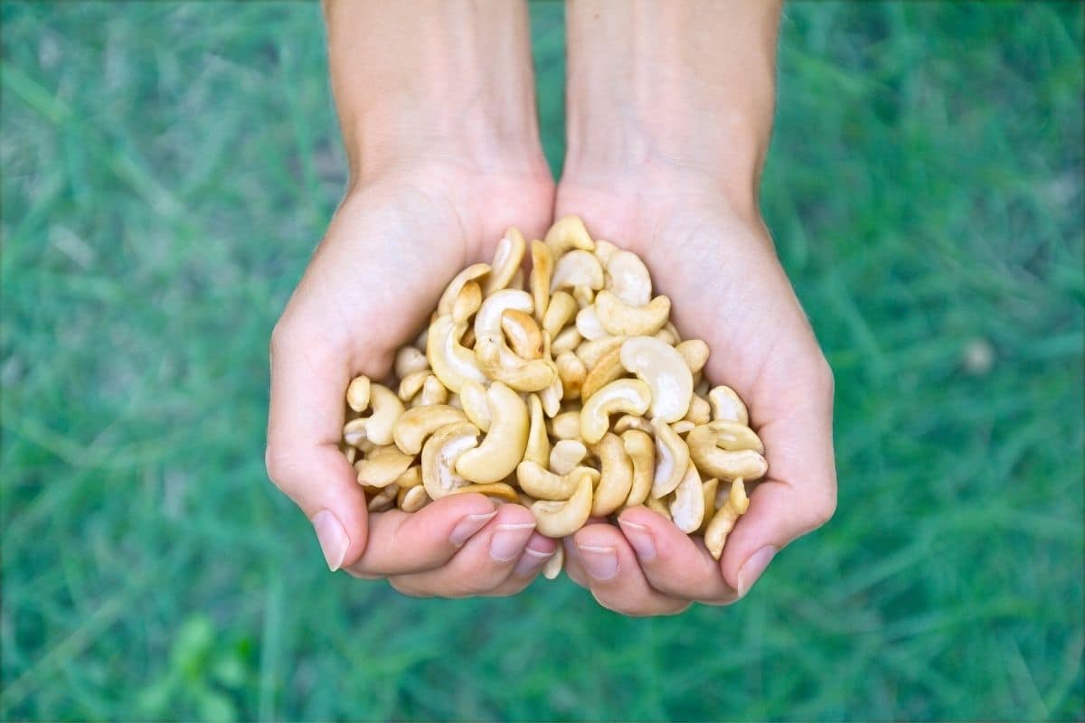10 benefícios da castanha de caju que você precisa conhecer hoje mesmo 1 Mão cheia de castanha de cajú