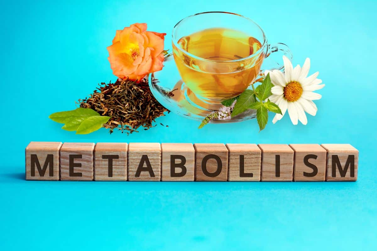 Quer chás para acelerar o metabolismo? Veja 4 opções termogênicas que bombam 1 acelerar metabolismo com chá