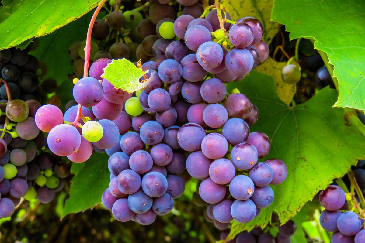 Como fazer para higienizar uvas em cachos corretamente? 2 Como fazer para higienizar uvas em cachos corretamente?
