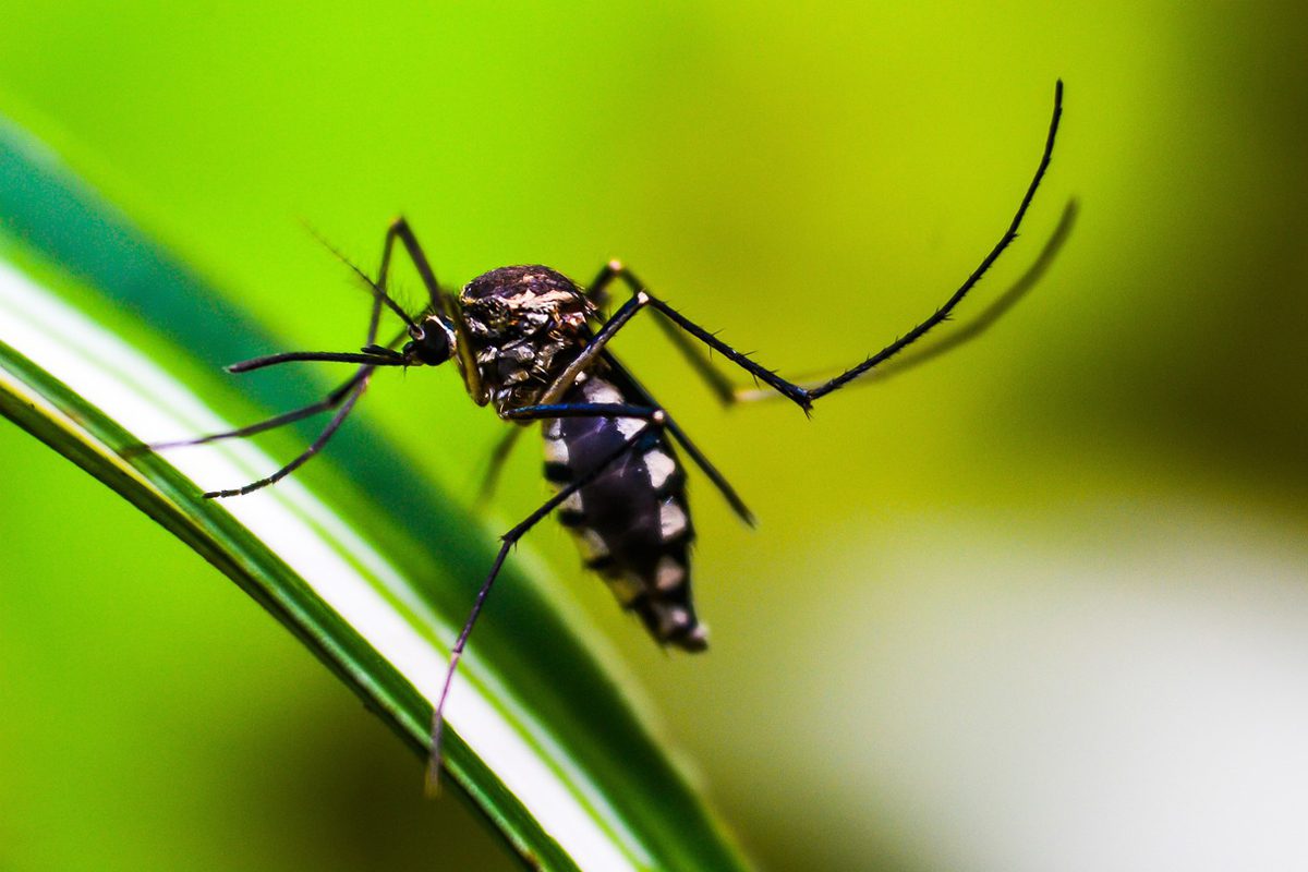 Aprenda como afastar o mosquito da dengue do seu quintal de maneira eficiente 1 afastar mosquito da dengue