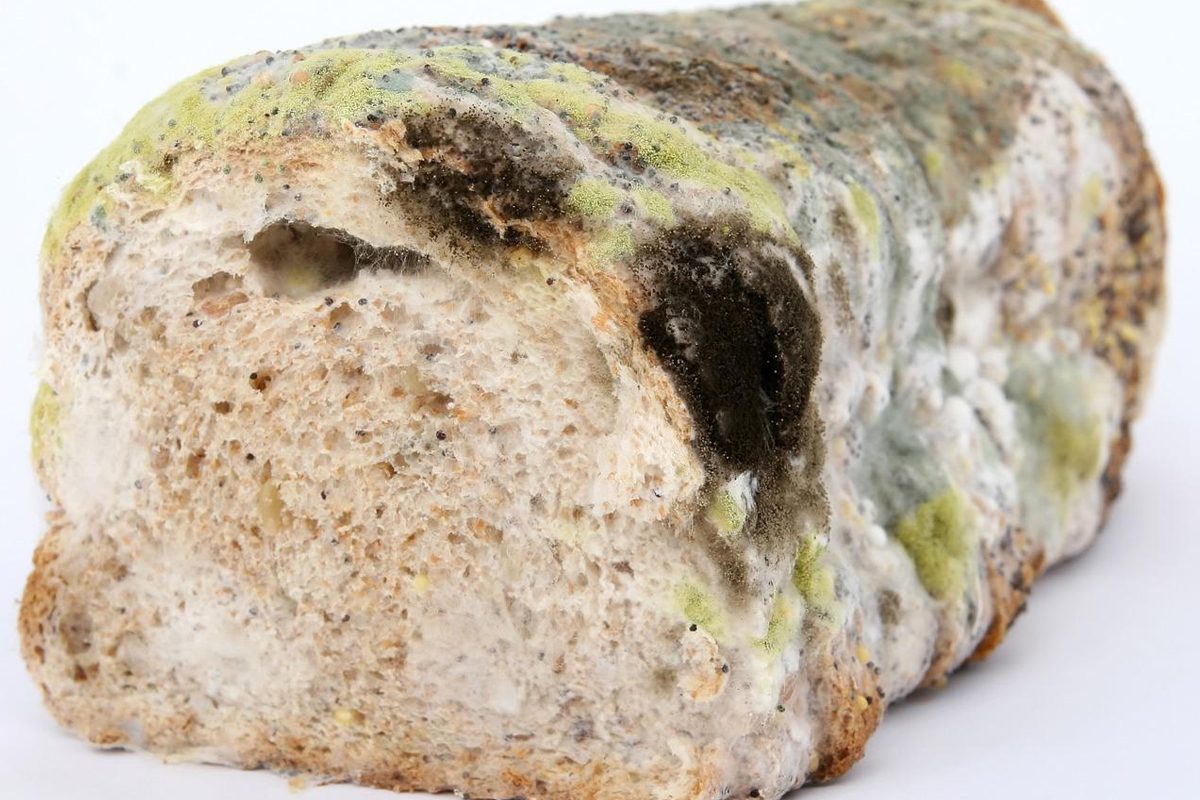 Pode comer o restante do pão se retirar a parte com bolor? Não fique sem saber 2 parte com bolor de pão de sanduíche