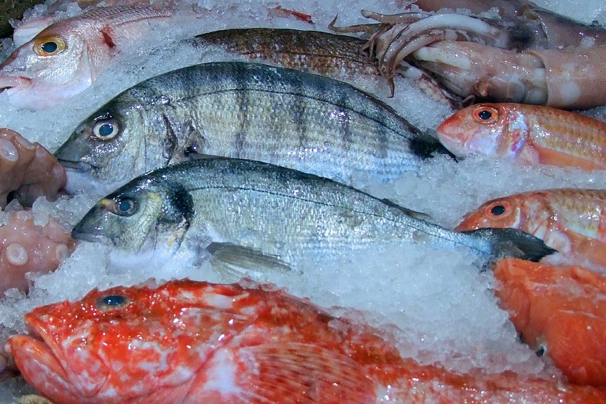 Você sabe como fazer para escolher um peixe fresco de qualidade? 2 peixe fresco na bancada com gelo