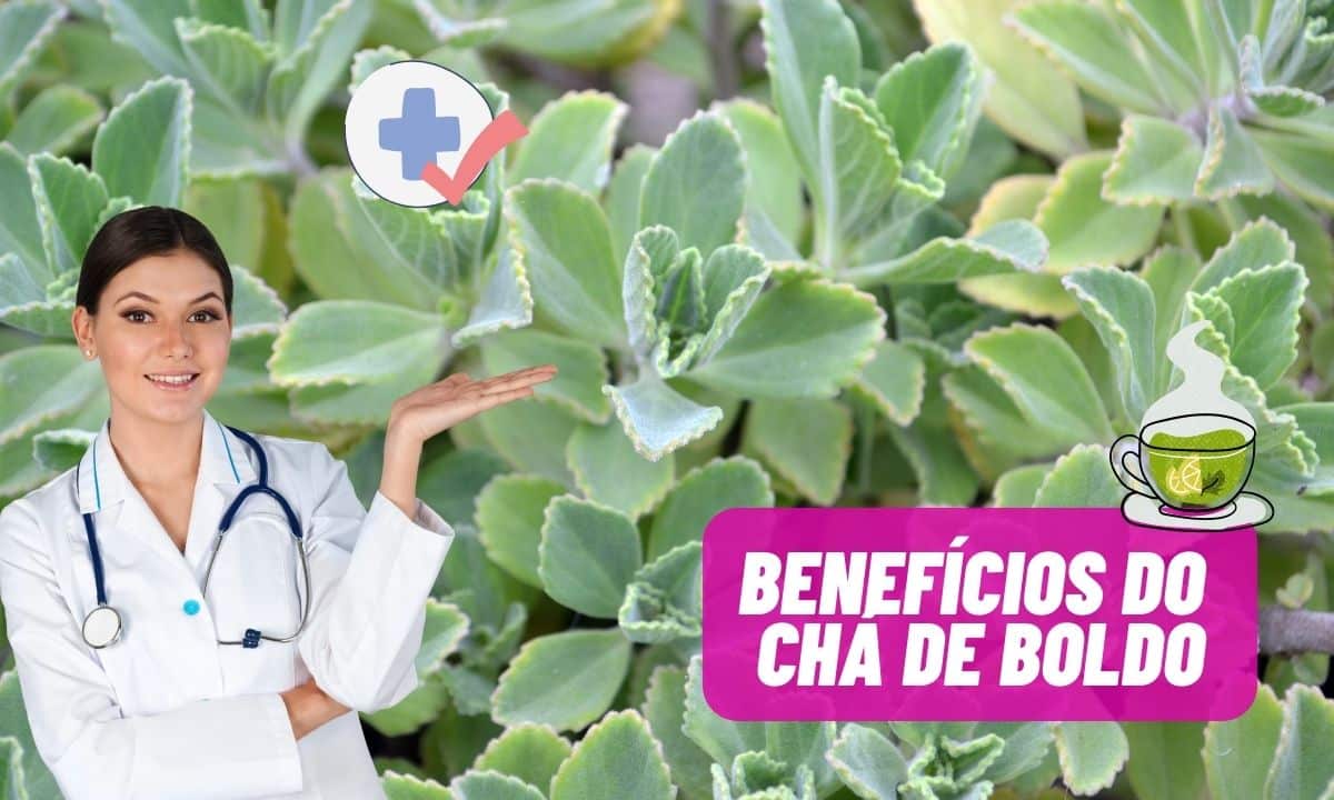 Chá de boldo emagrece? Veja os 10 principais benefícios da planta para a saúde 1 Benefícios do chá de boldo.