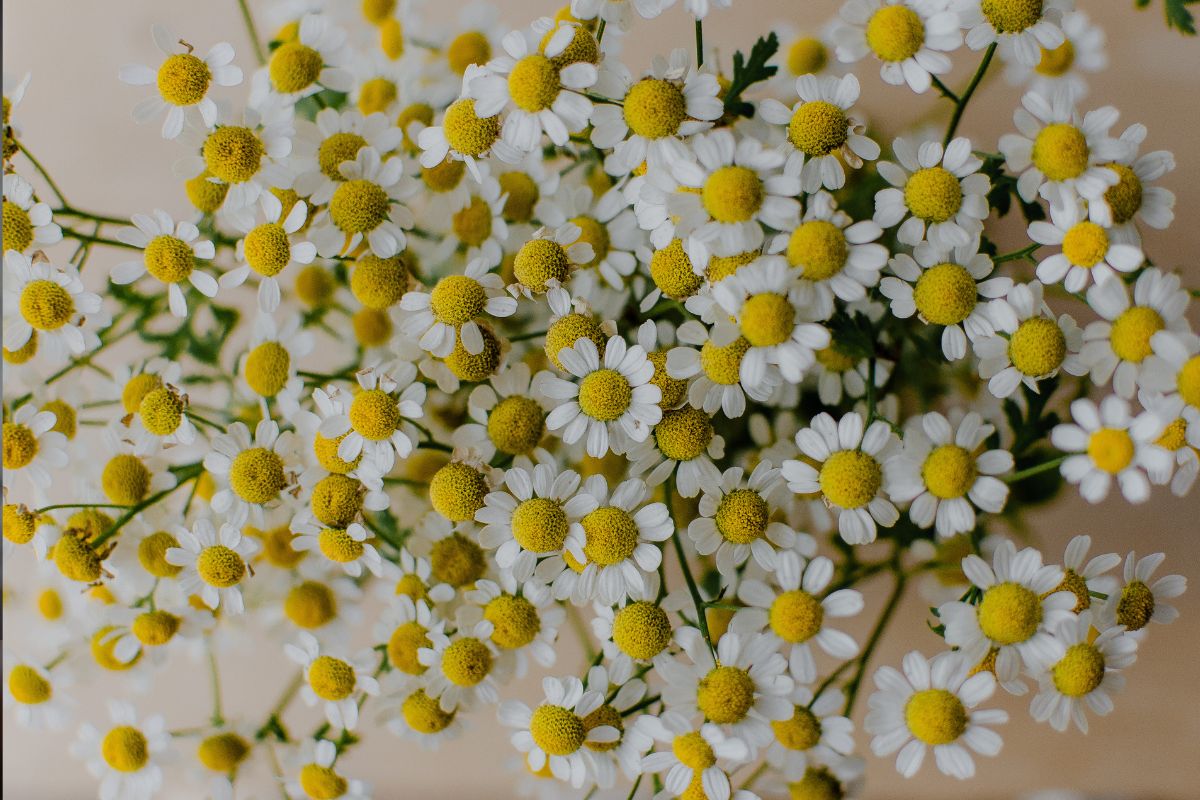 Chá de camomila alivia cólica menstrual e muito mais; confira 10 benefícios incríveis 2 flores para chá de camomila