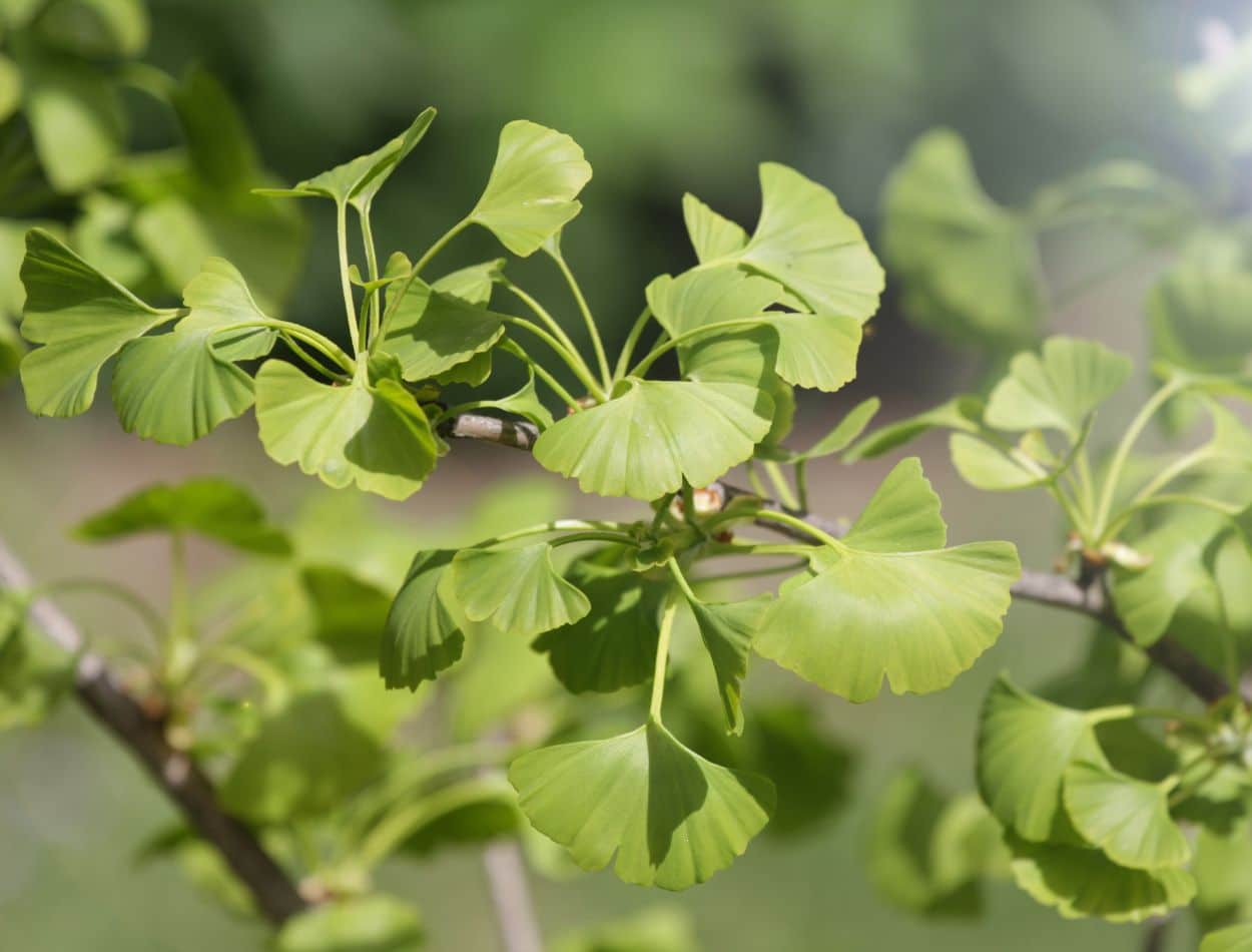 Chá de Ginkgo Biloba: a bebida ideal para o bom funcionamento do cérebro 2 Ginko Biloba