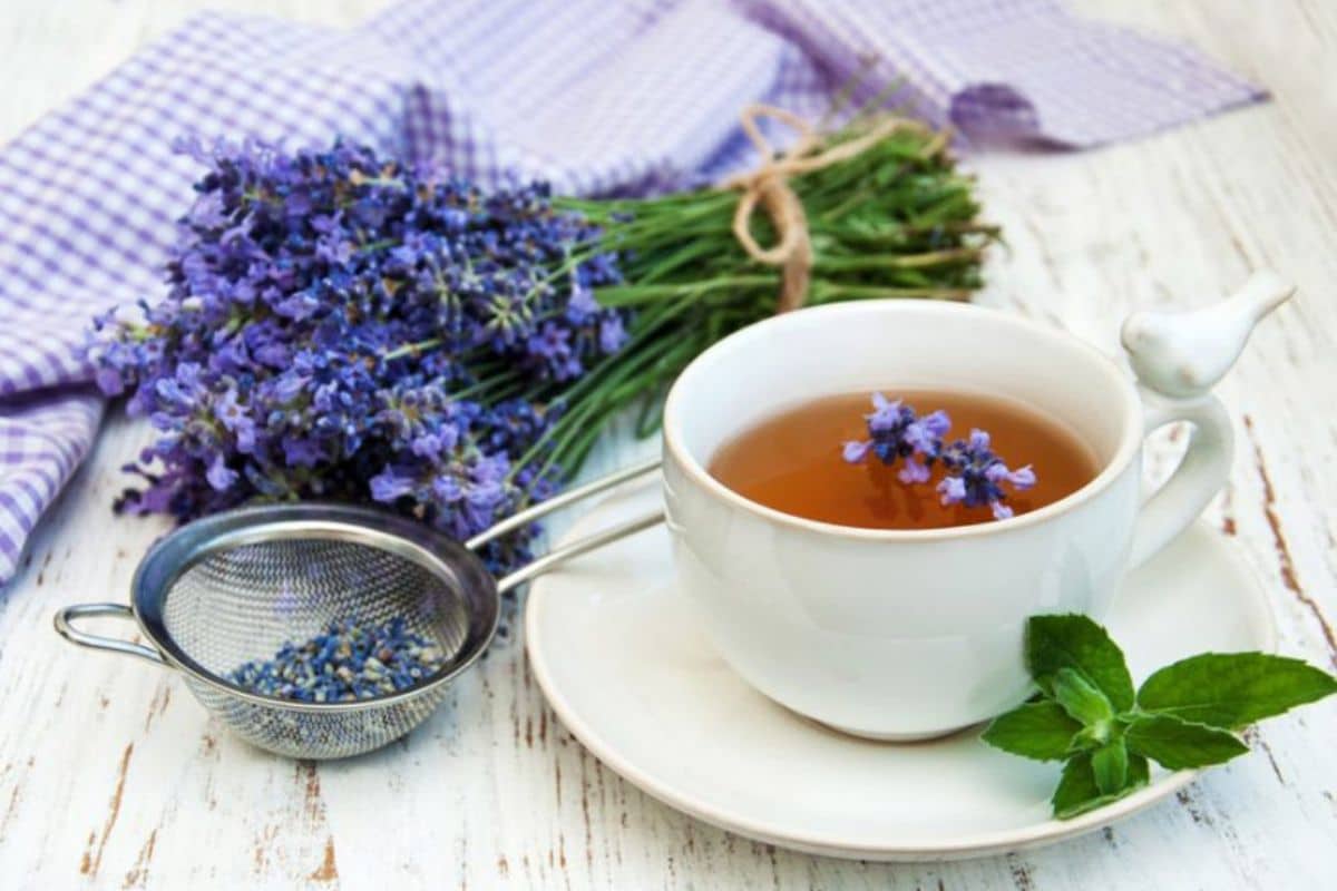 Chá de lavanda: você sabia que dá uma bebida incrível? Conheça os benefícios 1 chá de lavanda