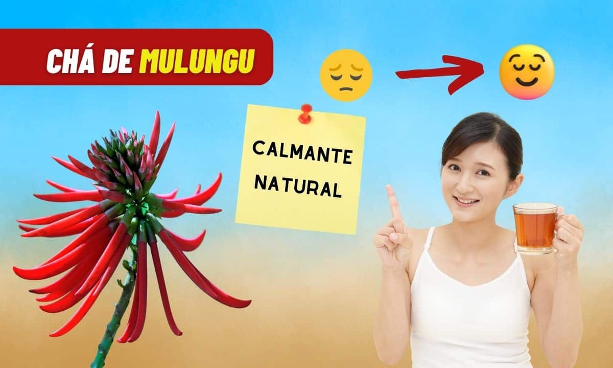 Chá de Mulungu: conheça 10 benefícios desse calmante natural 1 Chá de Mulungu.
