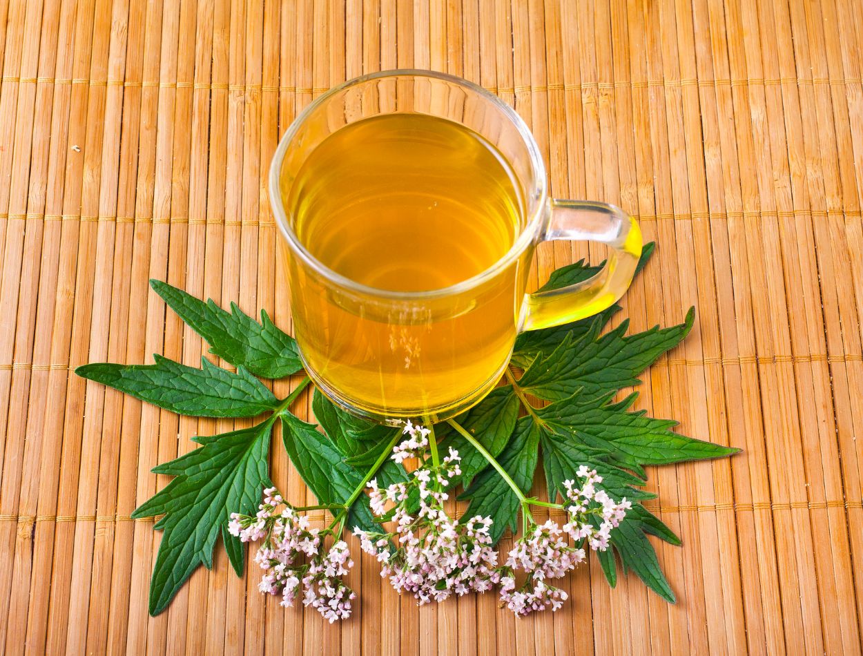 Chá de Valeriana: conheça a bebida perfeita para quem deseja relaxar e muito mais 1 Chá de valeriana
