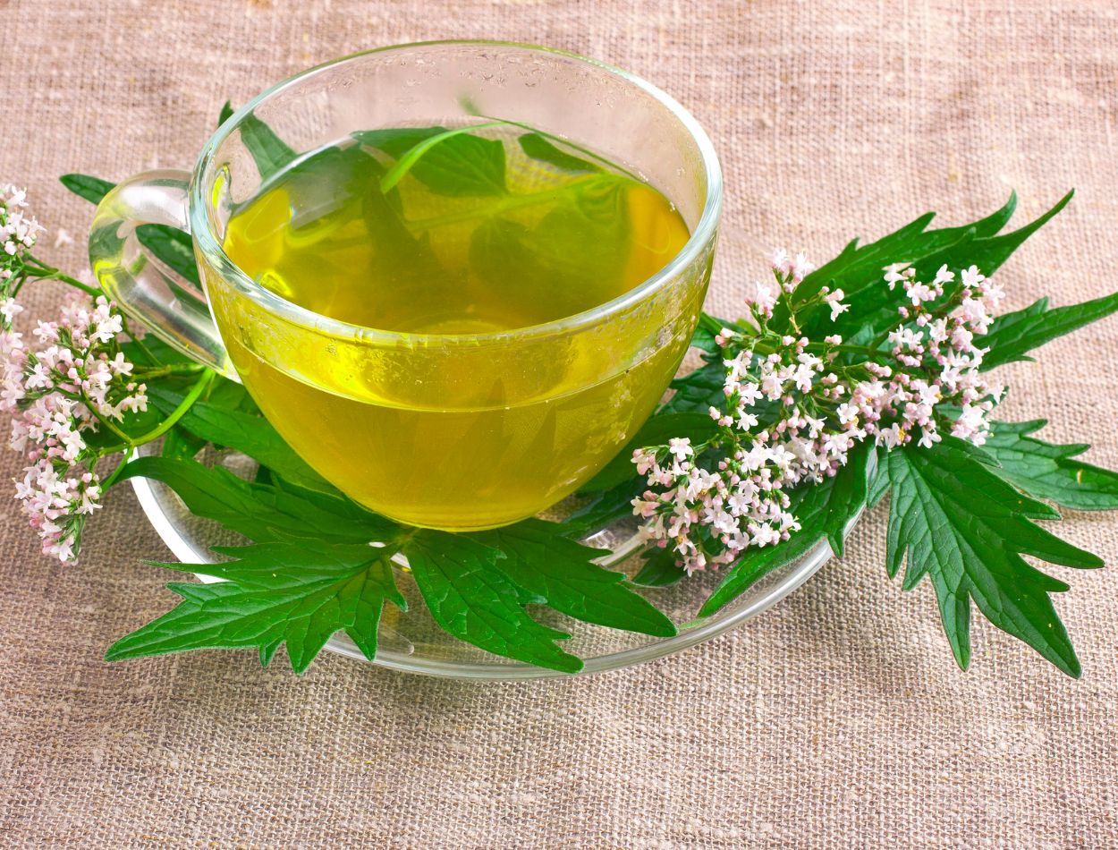 Chá de Valeriana: conheça a bebida perfeita para quem deseja relaxar e muito mais 2 chá de valeriana