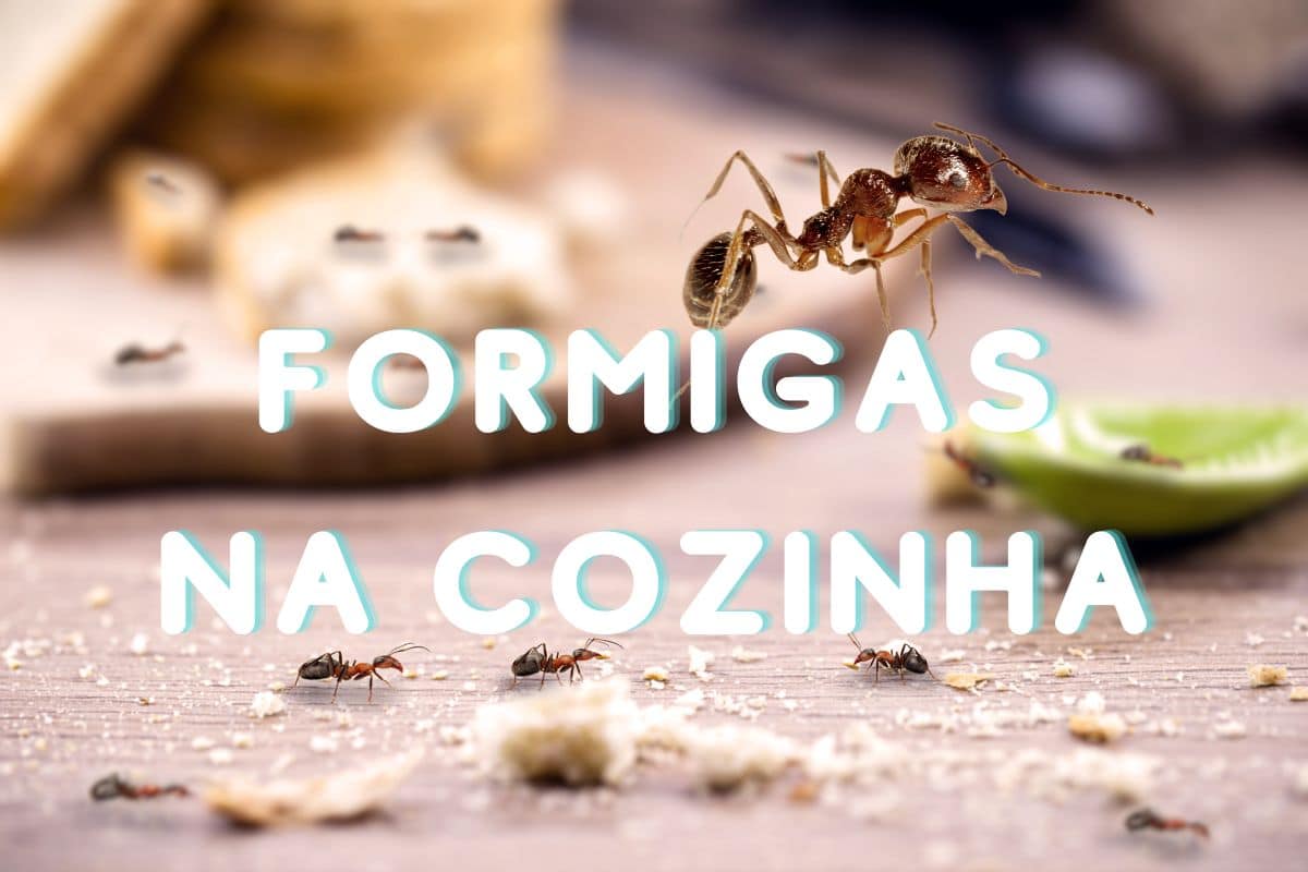 Quais são os perigos das formigas na cozinha? Confira 3 dicas para afastá-las 1 infestação de formigas na cozinha