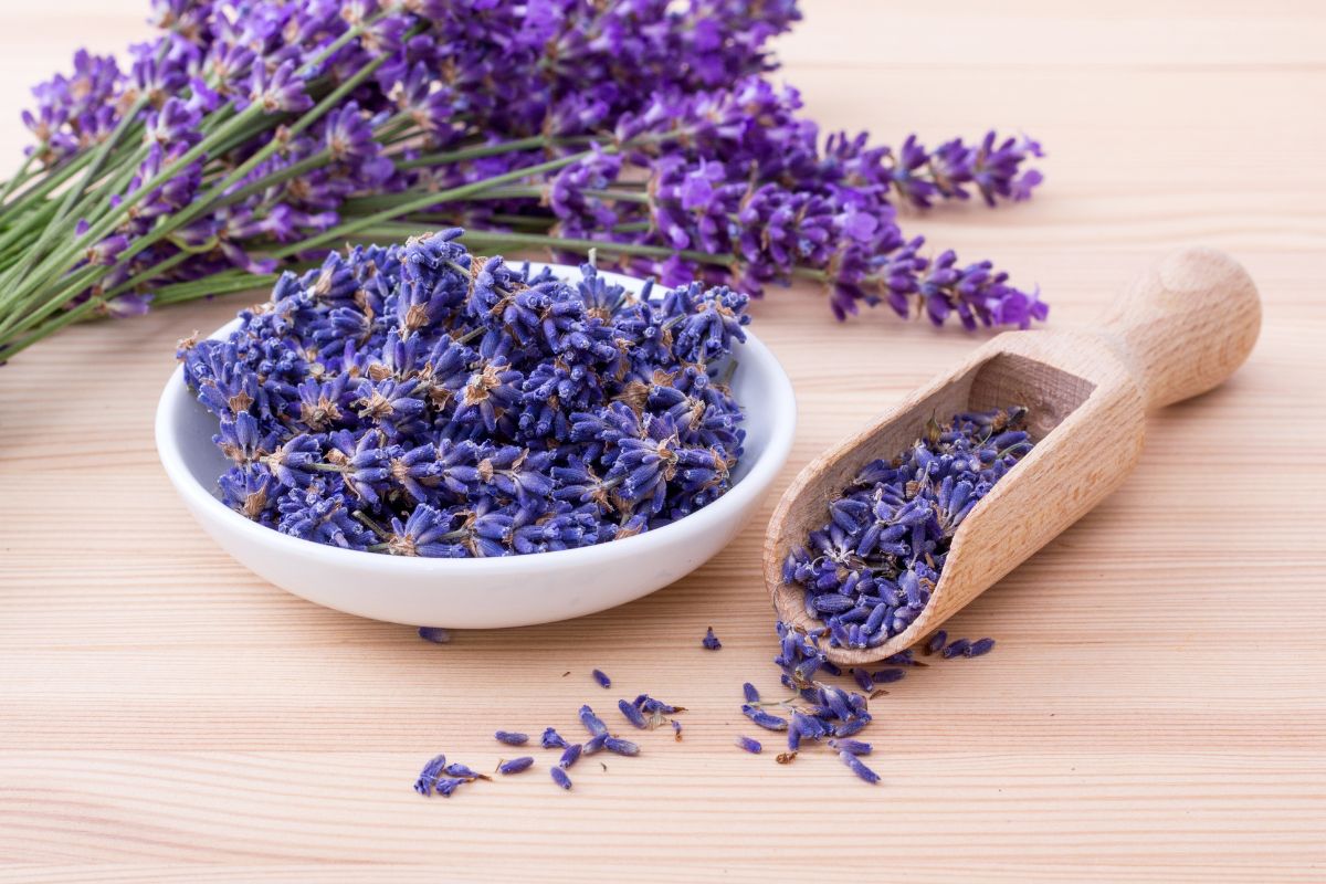 Chá de lavanda: você sabia que dá uma bebida incrível? Conheça os benefícios 2 lavanda