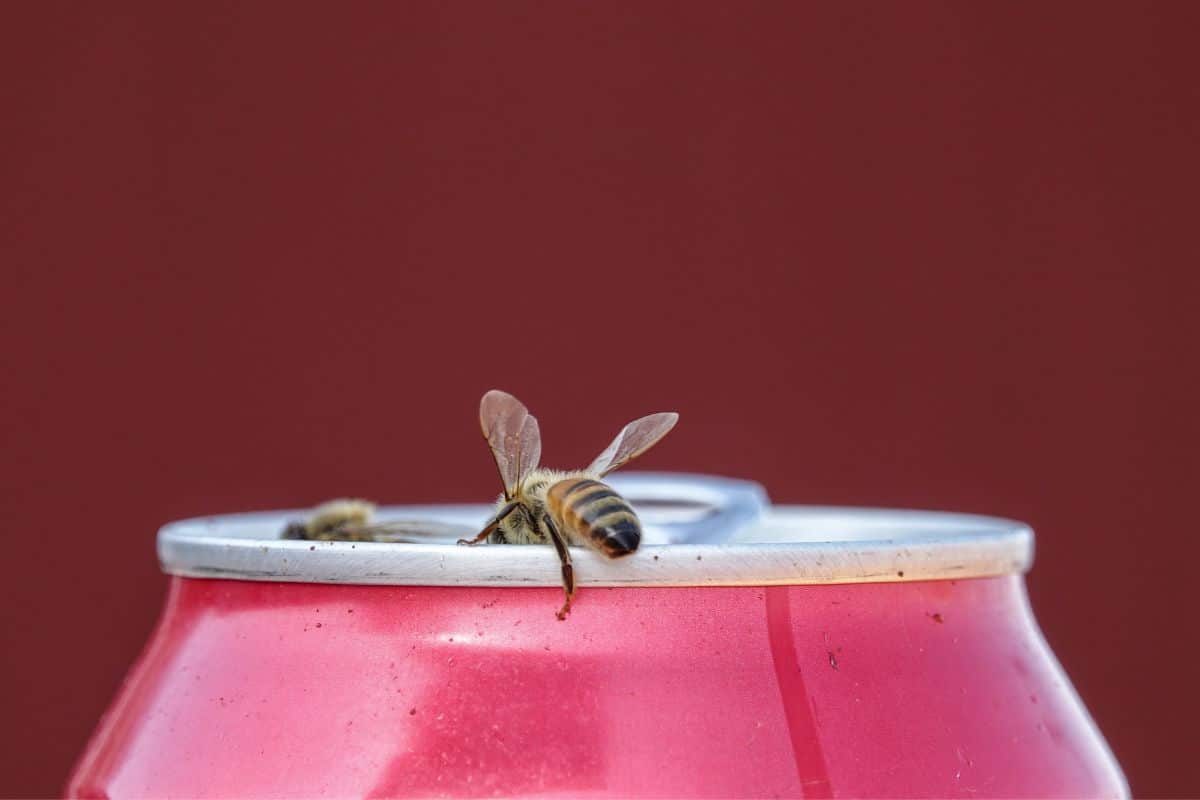 É importante lavar as latinhas de refrigerante para guardar na geladeira? 2 lavar latinhas sujas