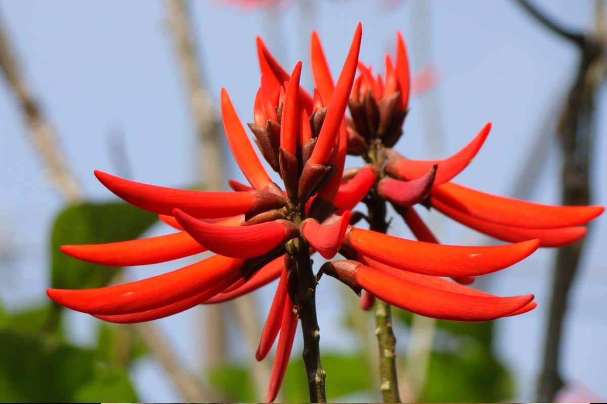Chá de Mulungu: conheça 10 benefícios desse calmante natural 2 mulungu