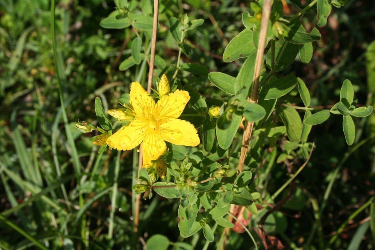 Aprenda cultivar a Erva-de-São-João: uma planta medicinal que auxilia no tratamento da depressão 2 Erva-de-São-João
