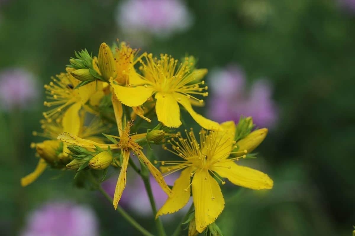 Aprenda cultivar a Erva-de-São-João: uma planta medicinal que auxilia no tratamento da depressão 1 planta Erva-de-São-João