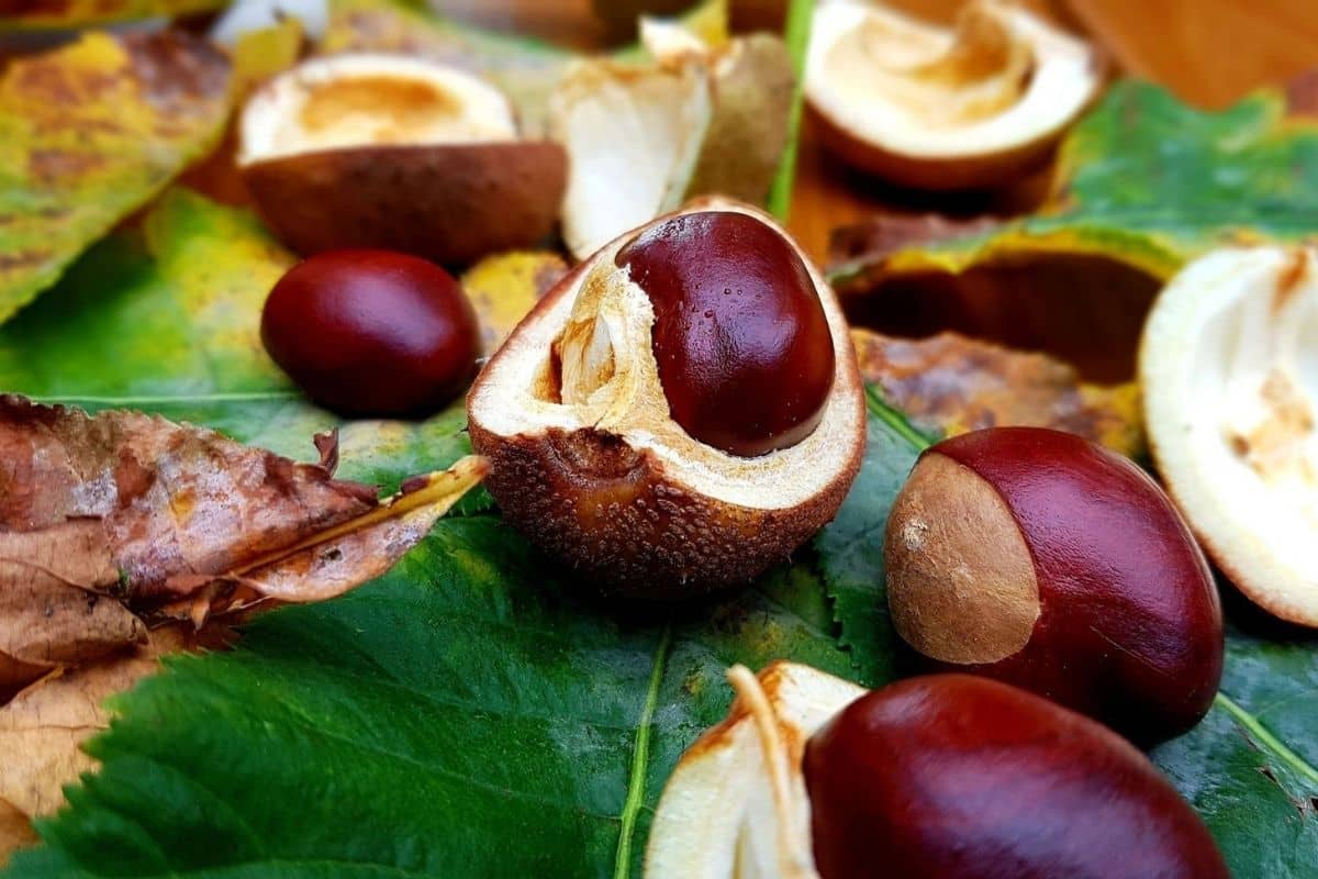 Aprenda a cultivar a castanha-da-índia; um excelente remédio para varizes 2 castanha-da-índia