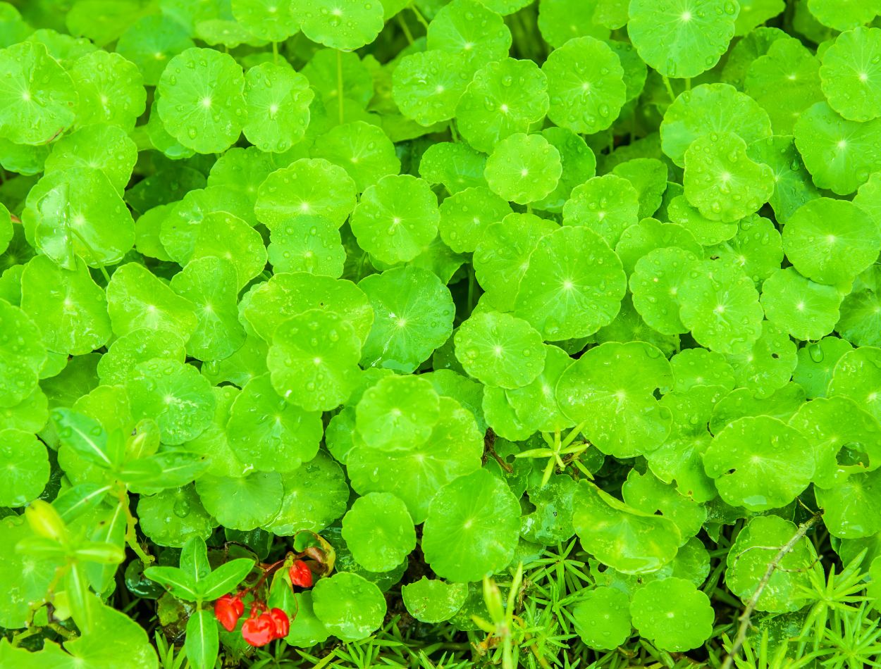 Chá de Centella Asiática: veja para que serve e como preparar corretamente 2 Folhas de centella asiática