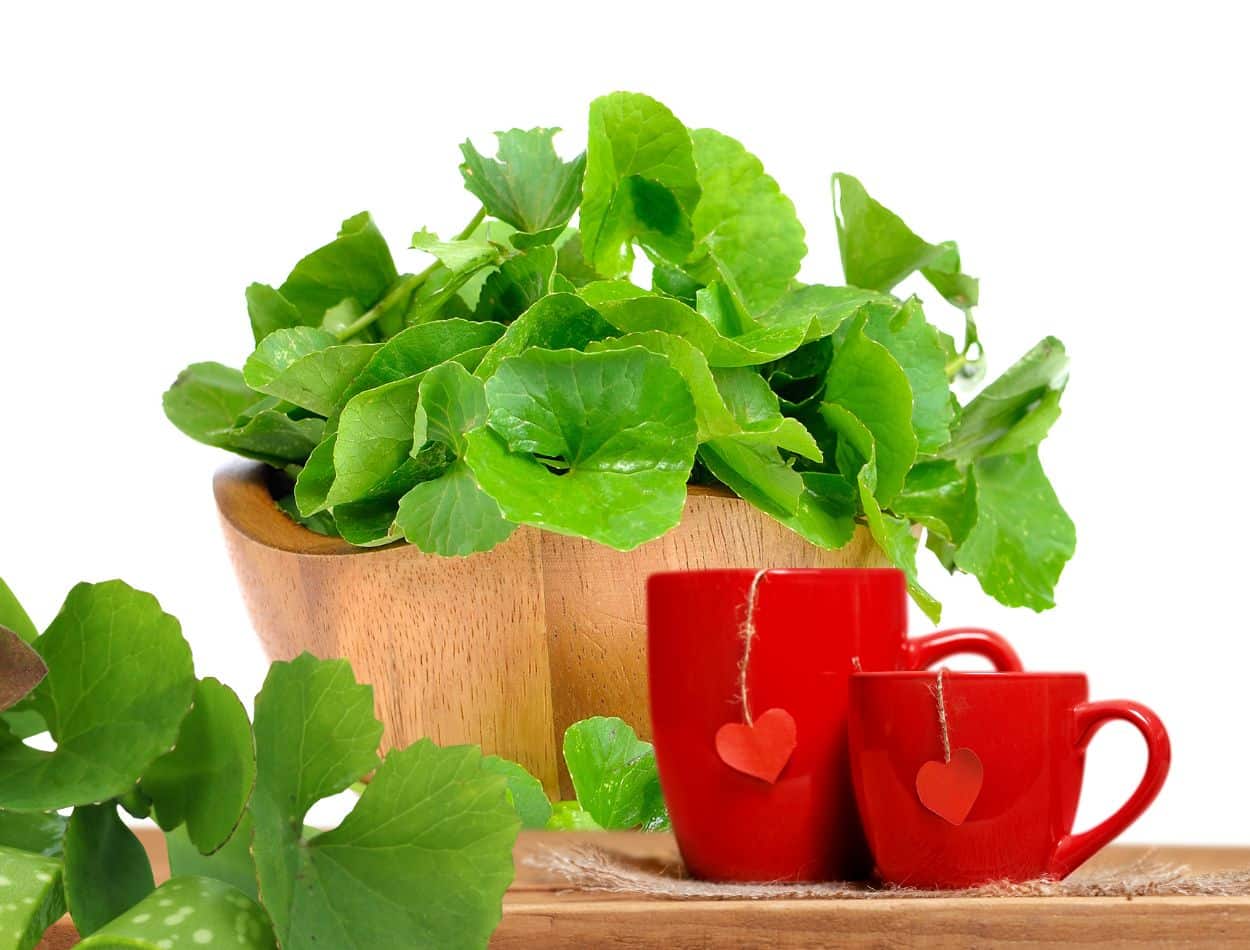 Chá de Centella Asiática: veja para que serve e como preparar corretamente 1 Chá da Centella Asiática
