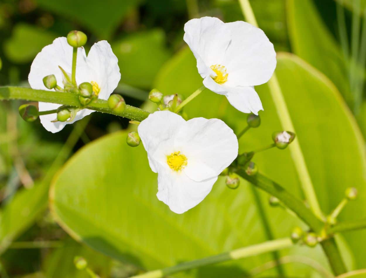 Chá de chapéu-de-couro promove um detox natural; aprenda sobre ele 2 Flores e folhas de chapéu de couro