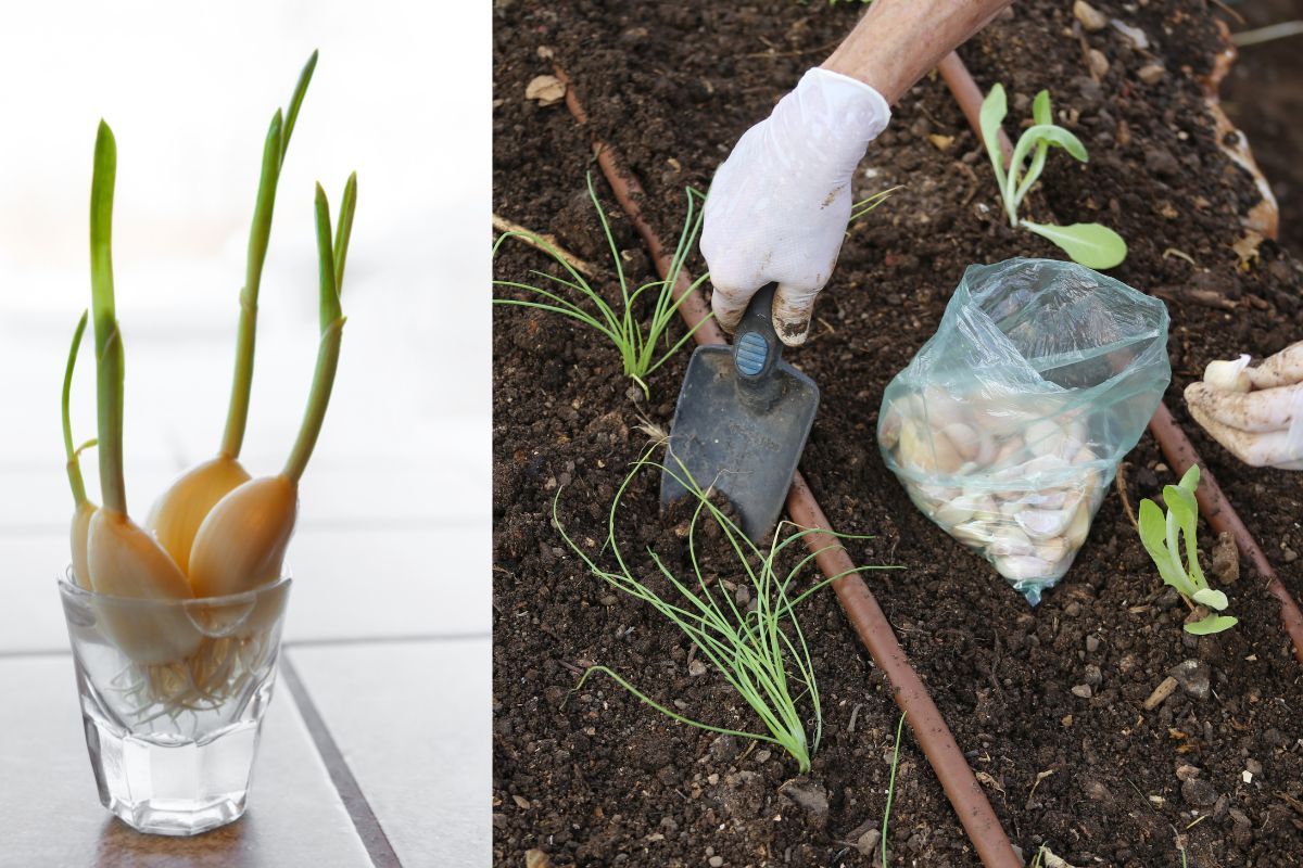 Aprenda como plantar alho em casa e veja os benefícios que a sua saúde ganha! 1 como plantar alho