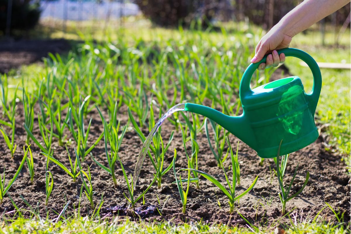 Aprenda como plantar alho em casa e veja os benefícios que a sua saúde ganha! 2 cuidados de como plantar alho