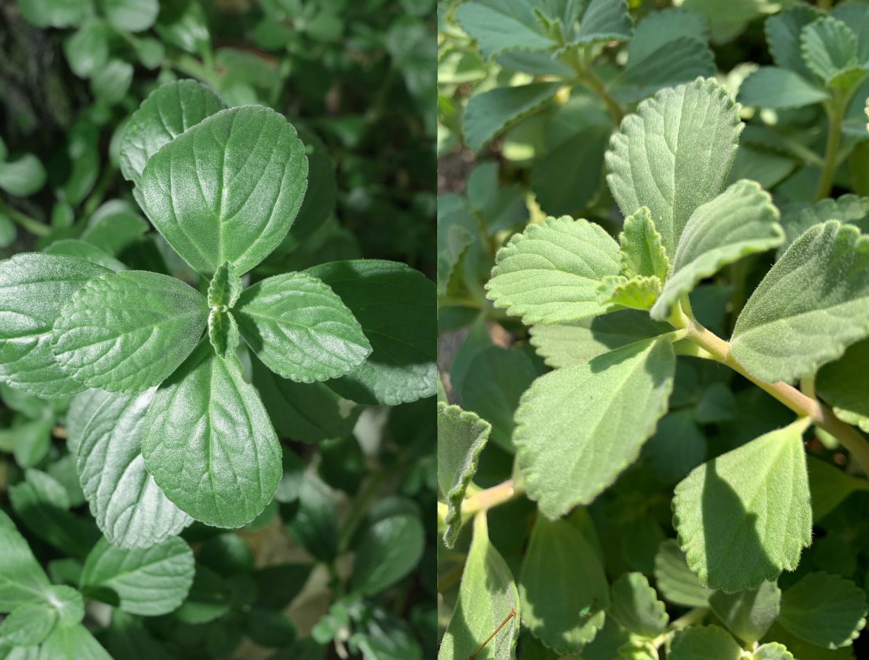Você acha que chá de boldo é bom para gordura no fígado? Veja por que é preciso cautela 2 Tipos de boldo para cultivar.