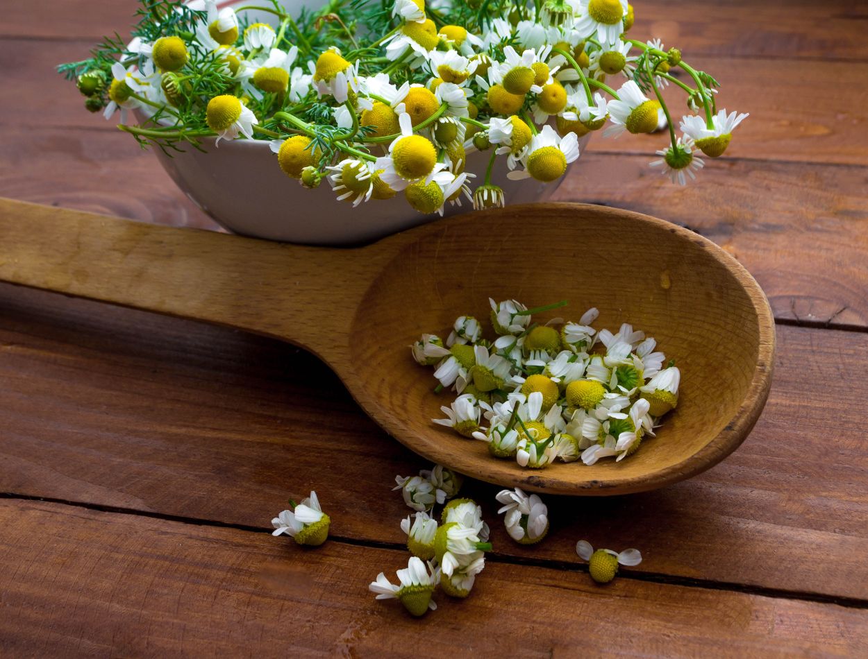 Veja como cultivar camomila em casa e tenha o chá perfeito para seu bem-estar 2 flor de camomila