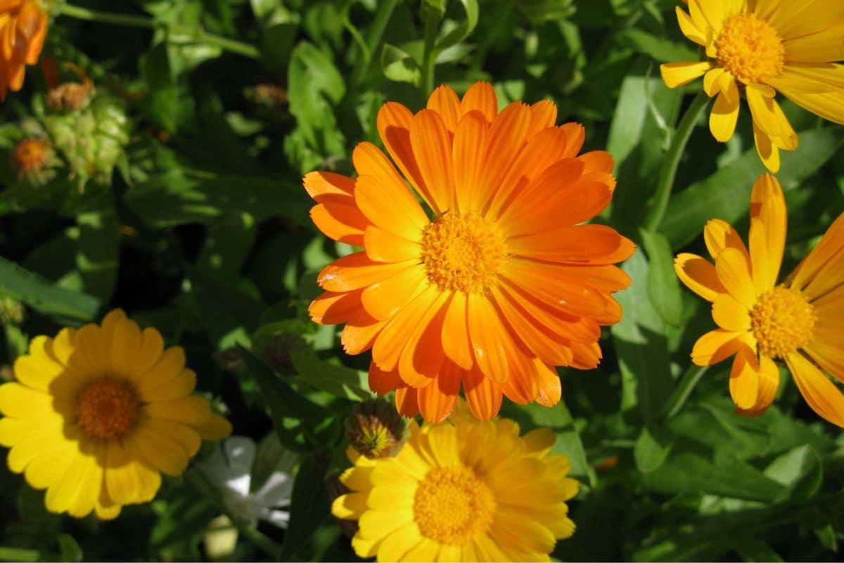Veja como cultivar calêndula em sua casa e tenha benefícios incríveis; conheça 2 cultivar flor de calêndula